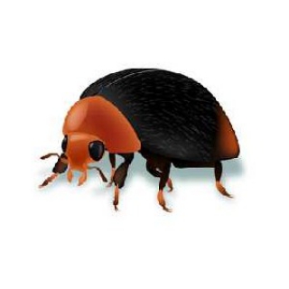 Cryptolaemus Montrouzieri - 100