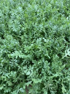 Rucola Darkita - 500 grammi