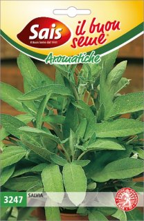 Salvia 3247