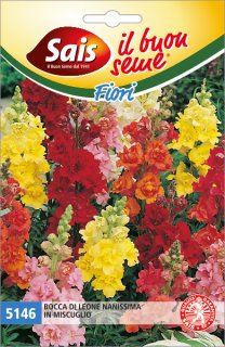 Bocca di leone nana in miscuglio 5146