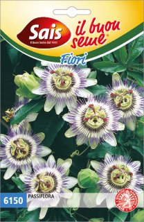 Passiflora 6150