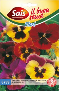 Viola gigante svizzera in miscuglio 6759