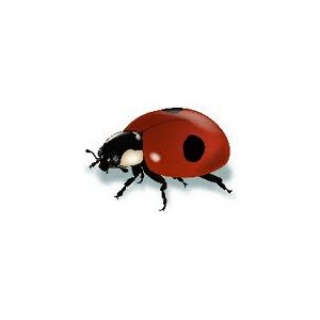 Coccinella Adalia25 - NON DISPONIBILE