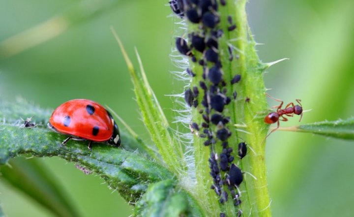 Coccinella Adalia100