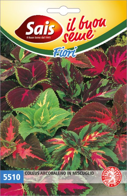 Coleus arcobaleno in miscuglio 5510 AD ESAURIMENTO