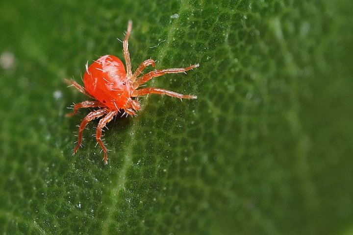 Fitopak2000 (Phytoseiulus persimilis)