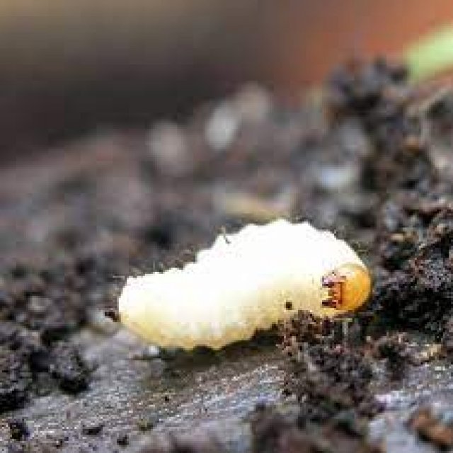 NemopakHB (Nematodi)